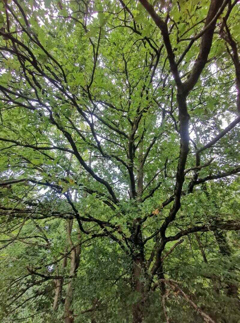 Pedunculate oak 12