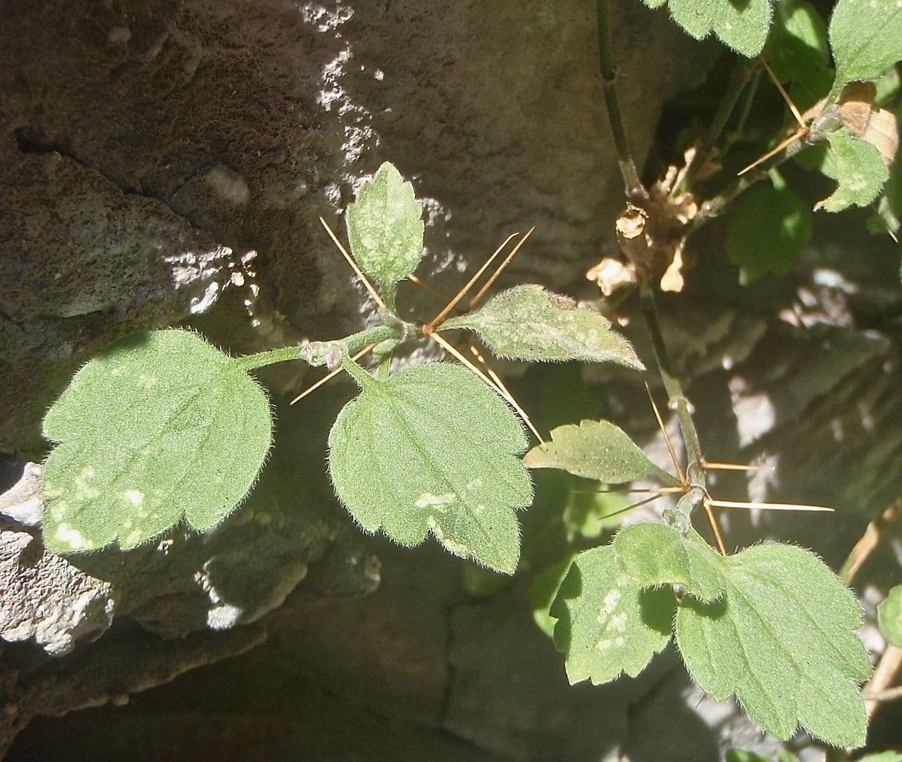 Acanthoprasium 5