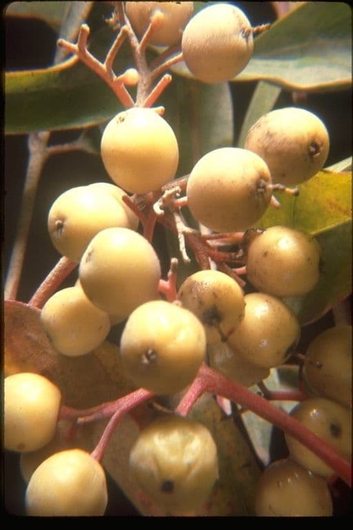 Brown dogwood 2