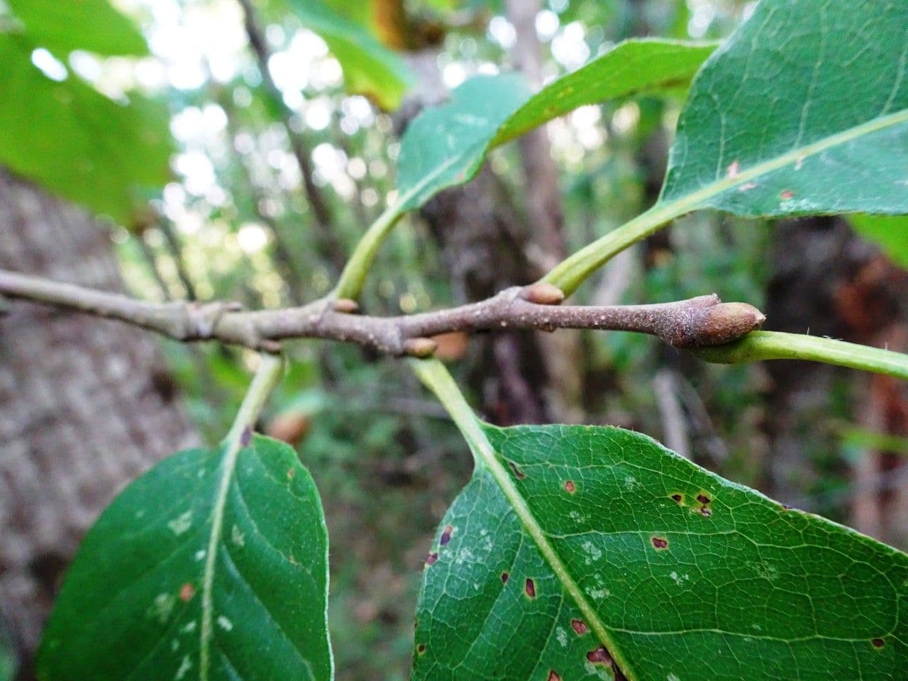 European chestnut 27