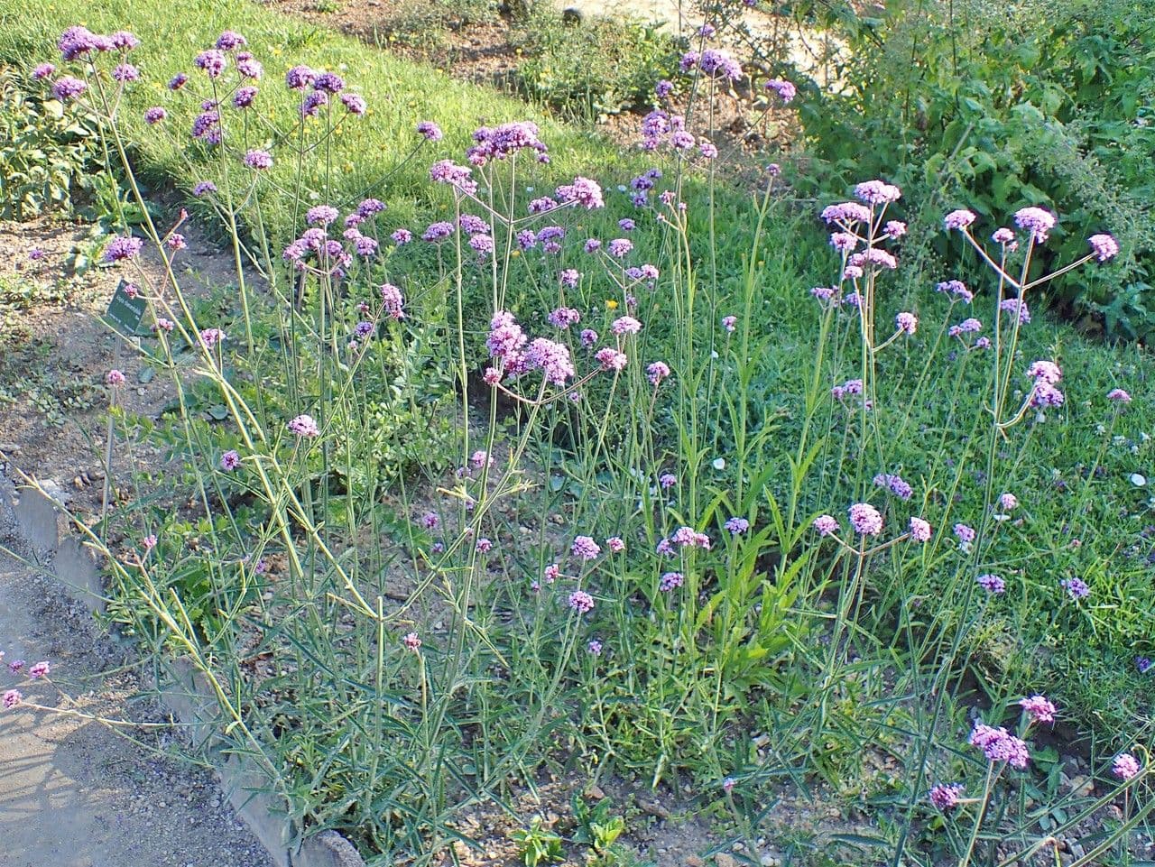 Argentine vervain 13