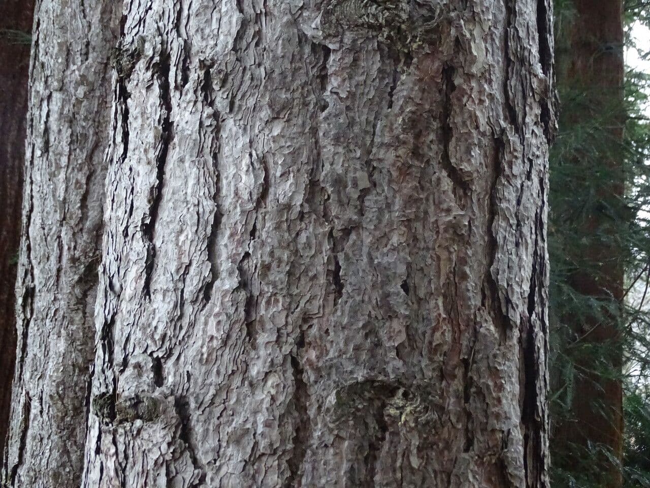 Australian pine 24