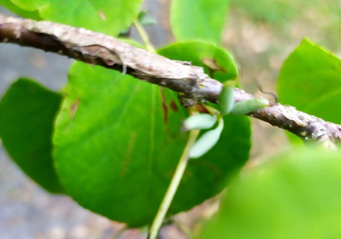 Katsura tree
