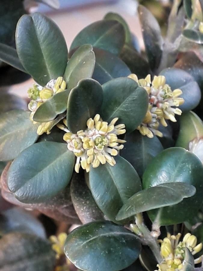 Caucasian boxwood 10