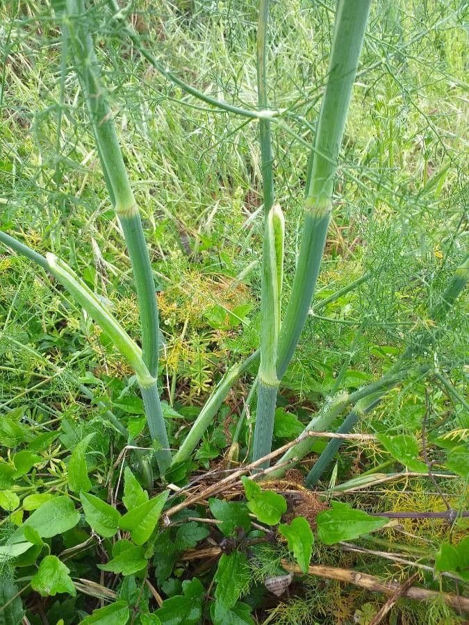 Fennel 25