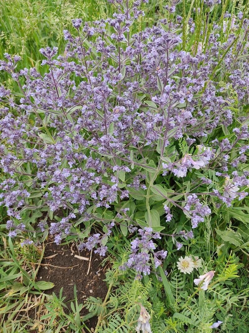 Hairless catmint 7