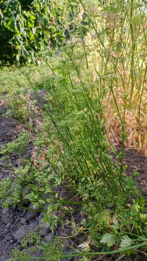 Garden parsley 28
