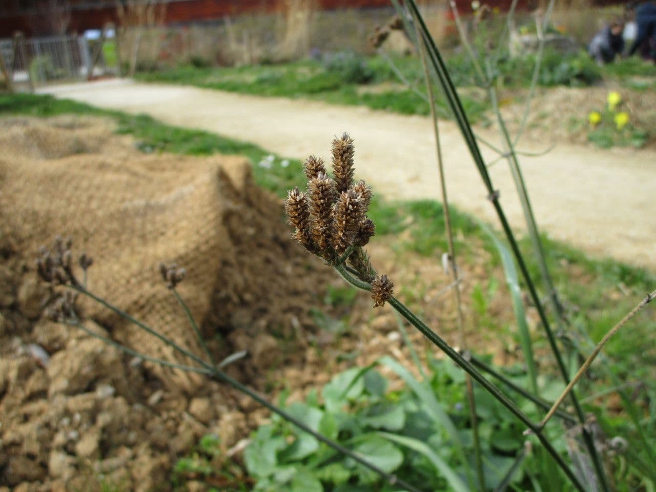 Argentine vervain 4