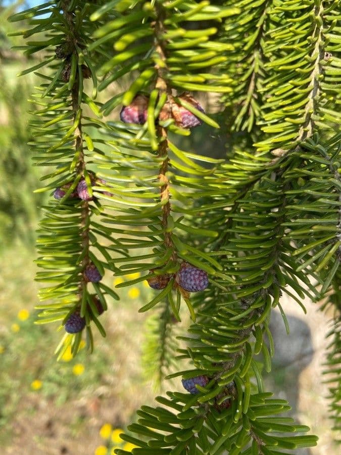 Canada balsam 8