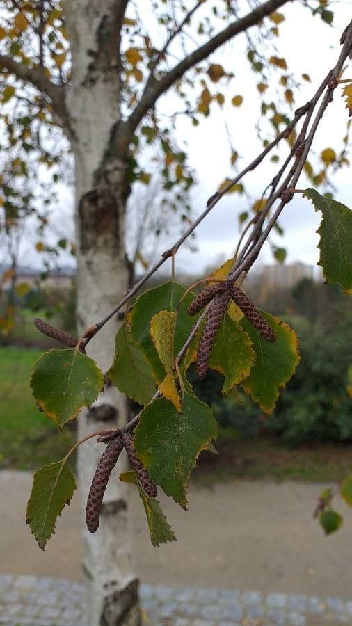 European white birch 5