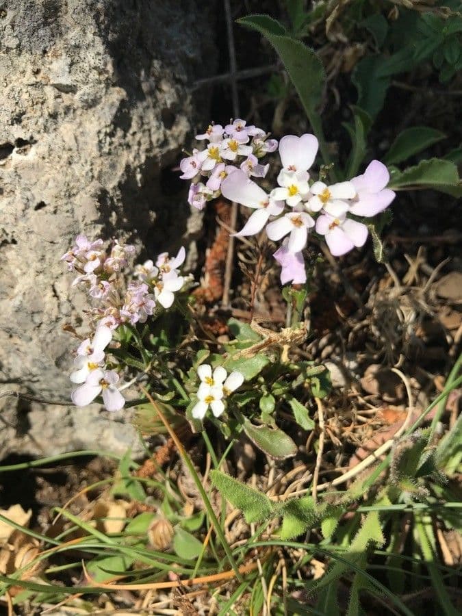 Pruit's candytuft 16