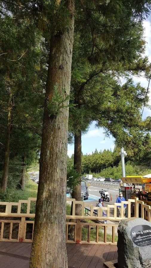 Japanese red-cedar 15