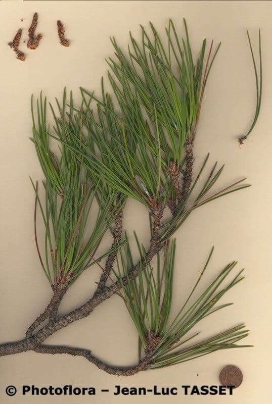 Australian pine 27