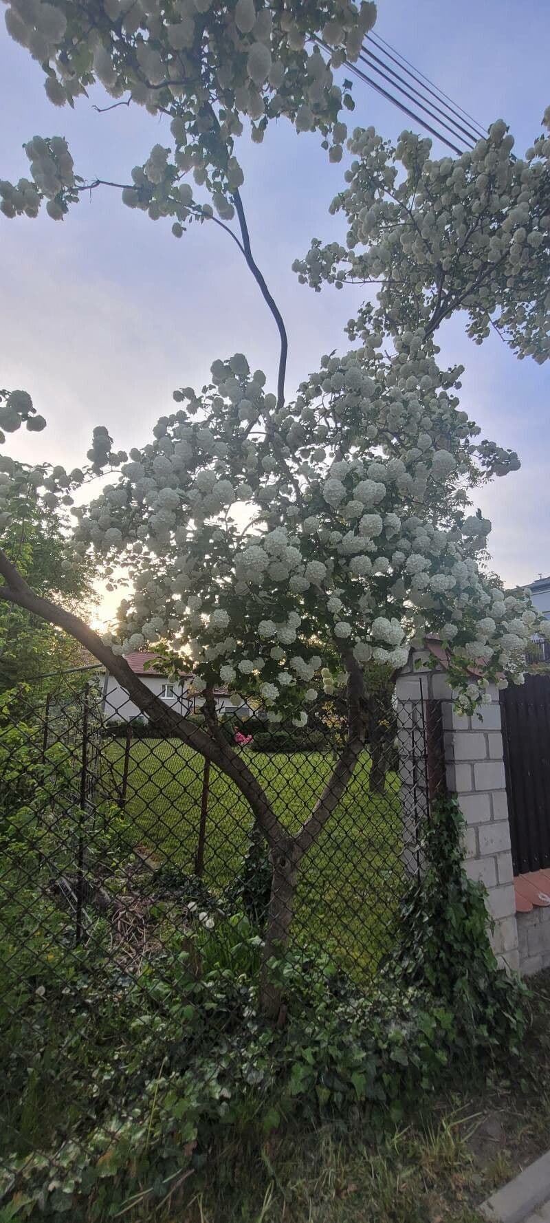 Chinese snowball 8