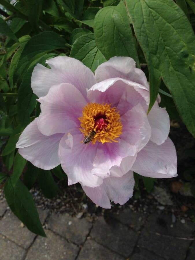 Common peony 8