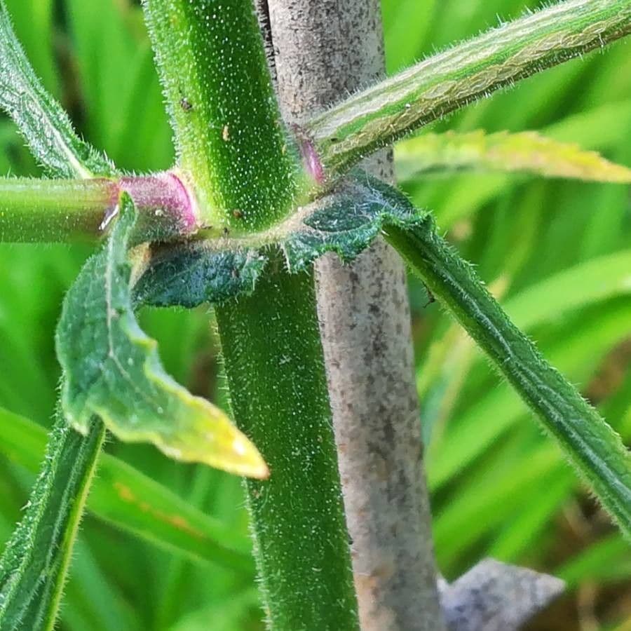 Argentine vervain 24