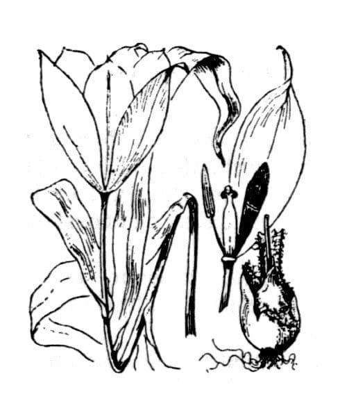 Tulip 24