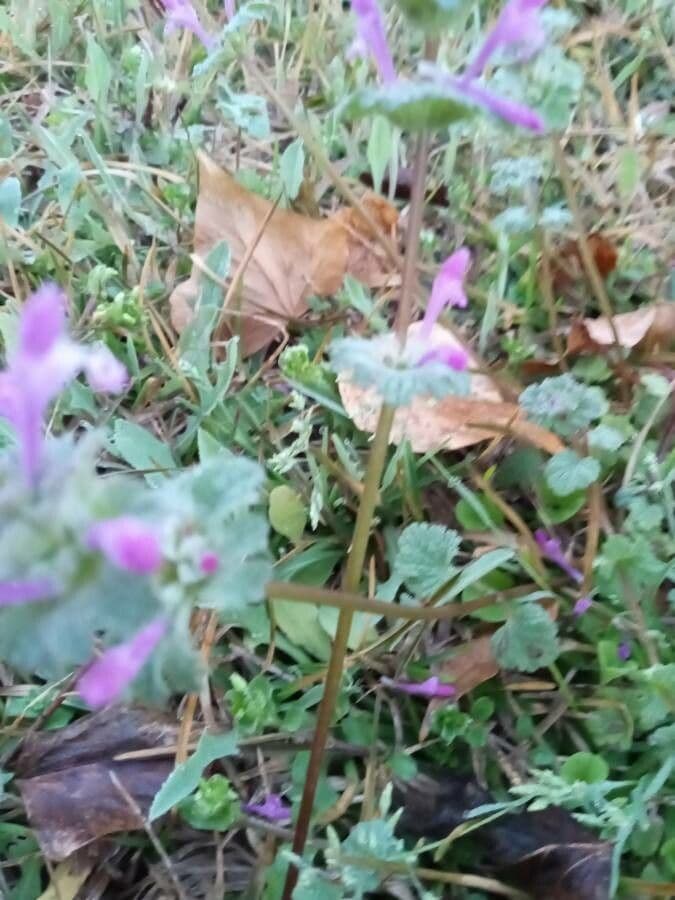 Henbit 25