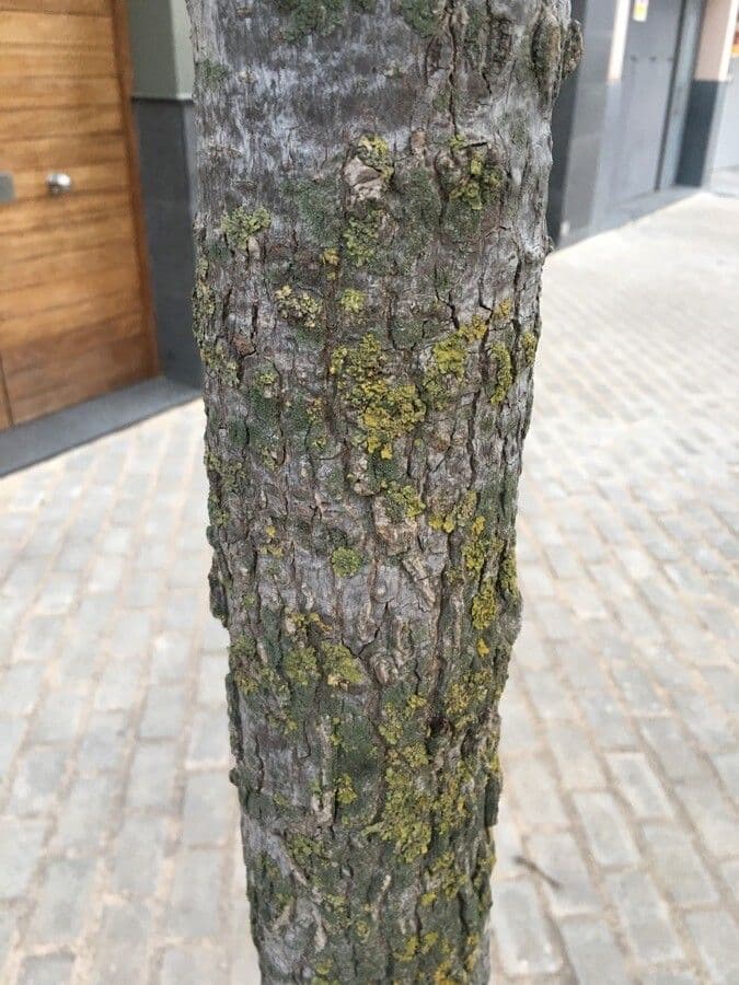 Alligator-wood 21