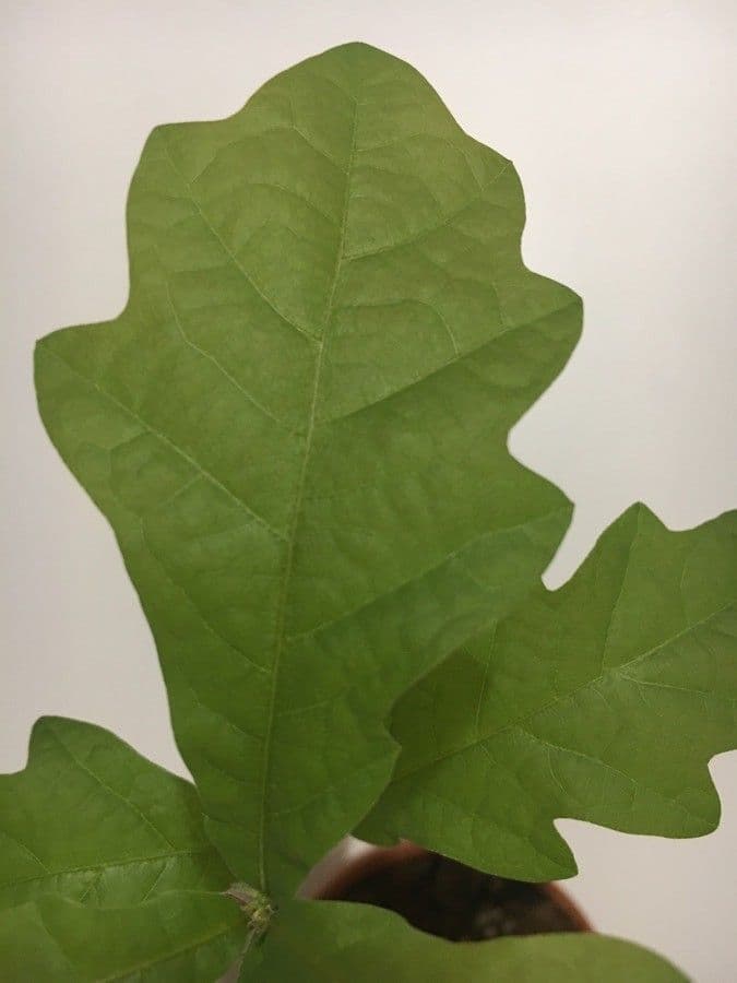 Pedunculate oak 16