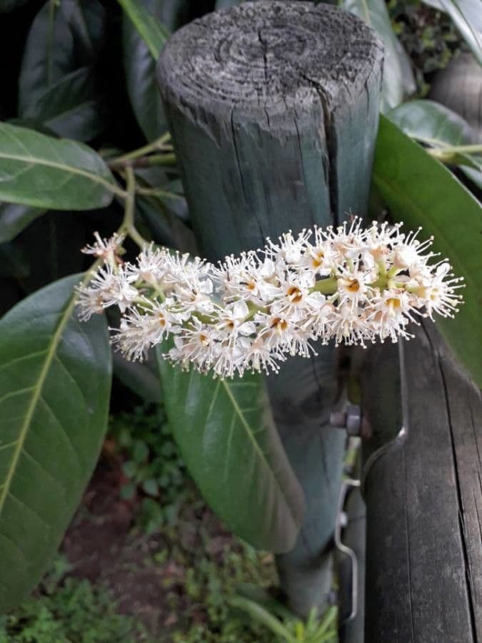 Cherry-laurel 9