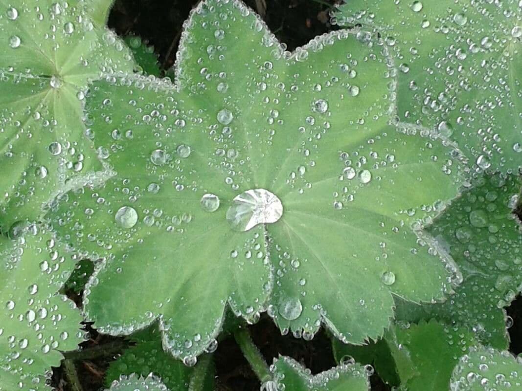 Garden lady's-mantle 18