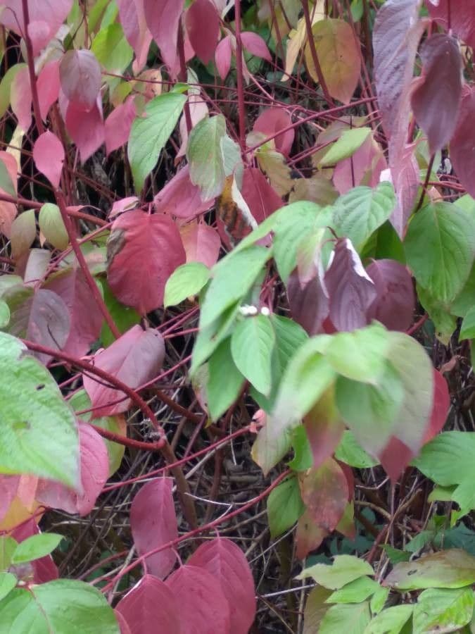 Red-osier dogwood 29