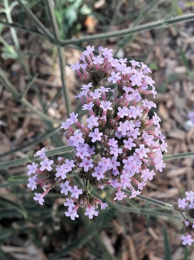 Argentine vervain 9