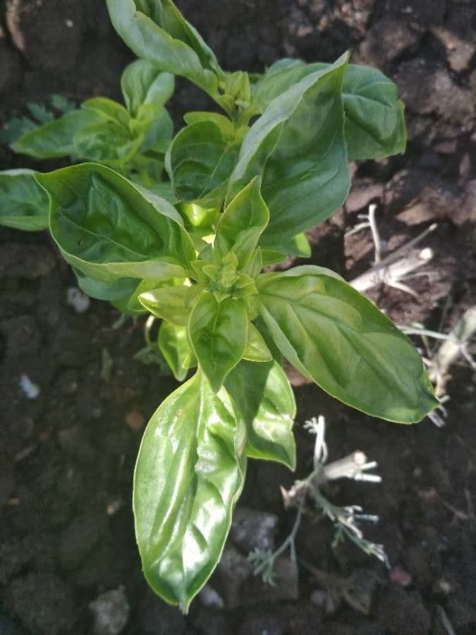 Basil 18