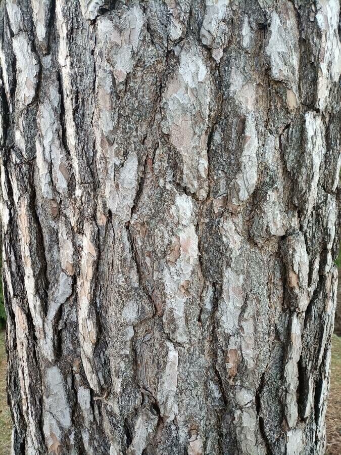 Australian pine 23