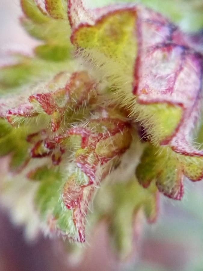 Henbit 19