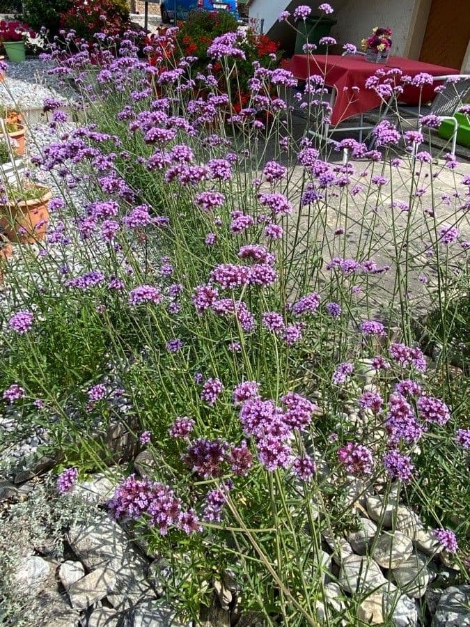 Argentine vervain 11