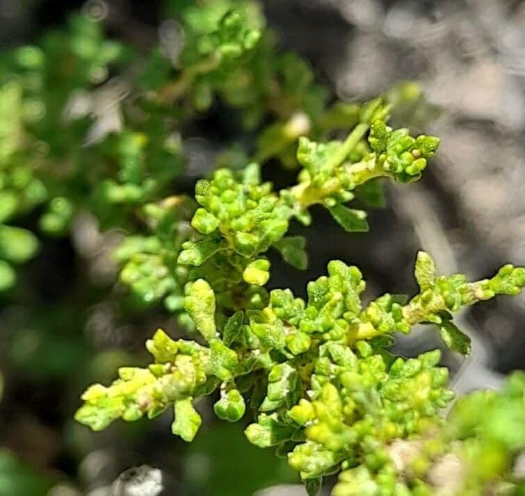 Acantholippia 6