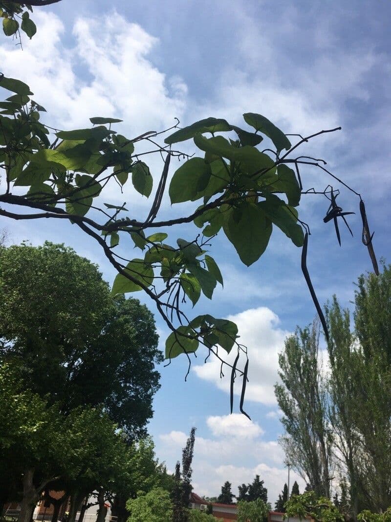 Manchurian catalpa 13