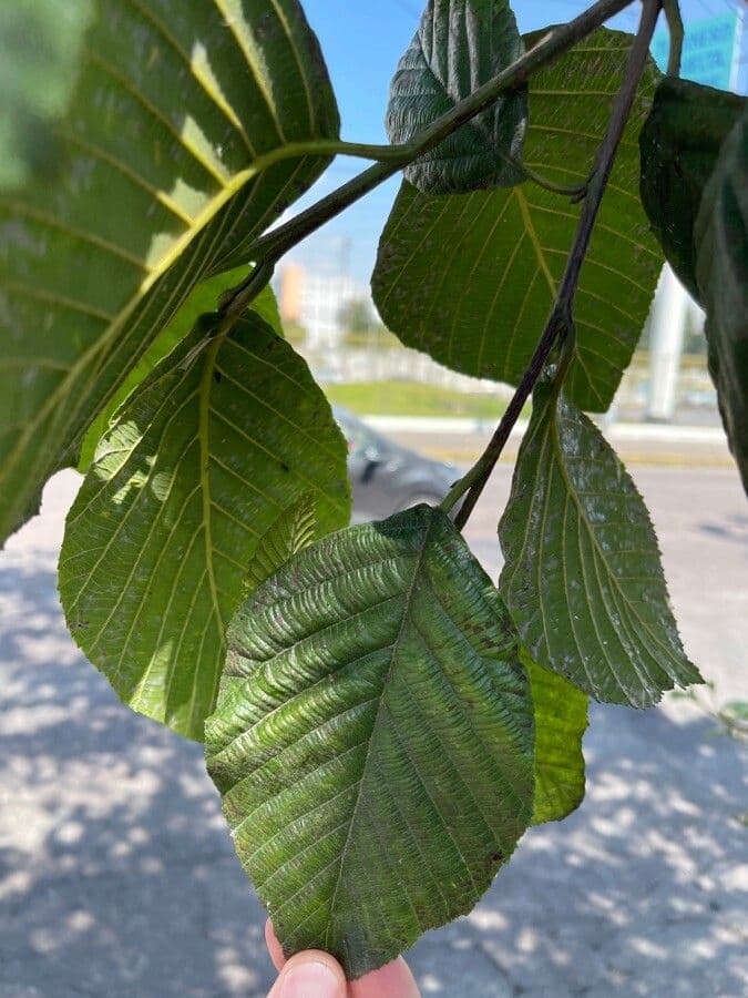 Andean alder 10