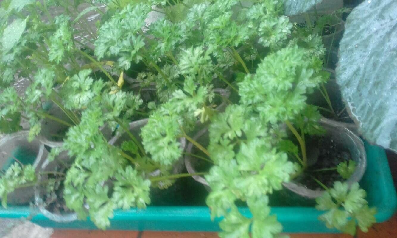 Garden parsley 14