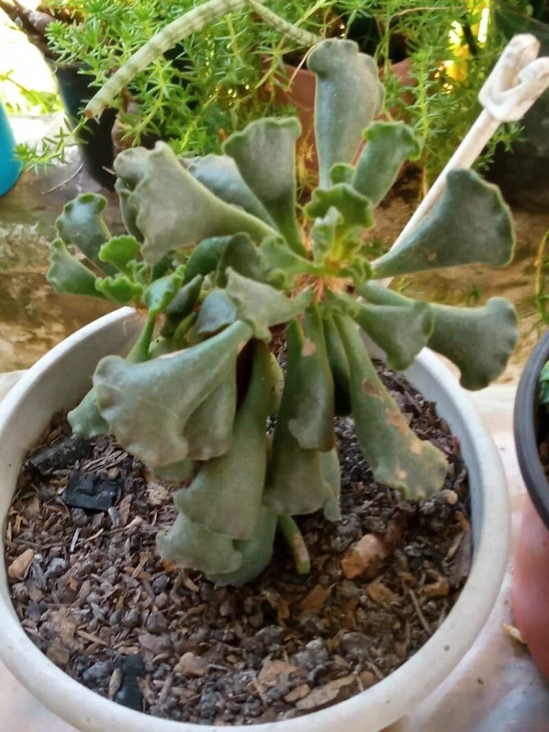 Crassula 16
