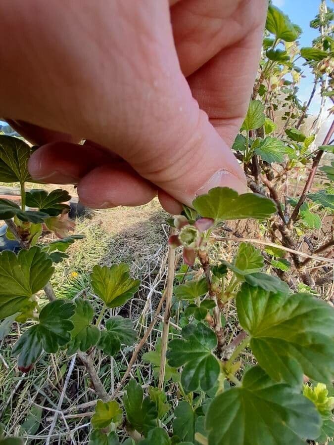 European Gooseberry 8