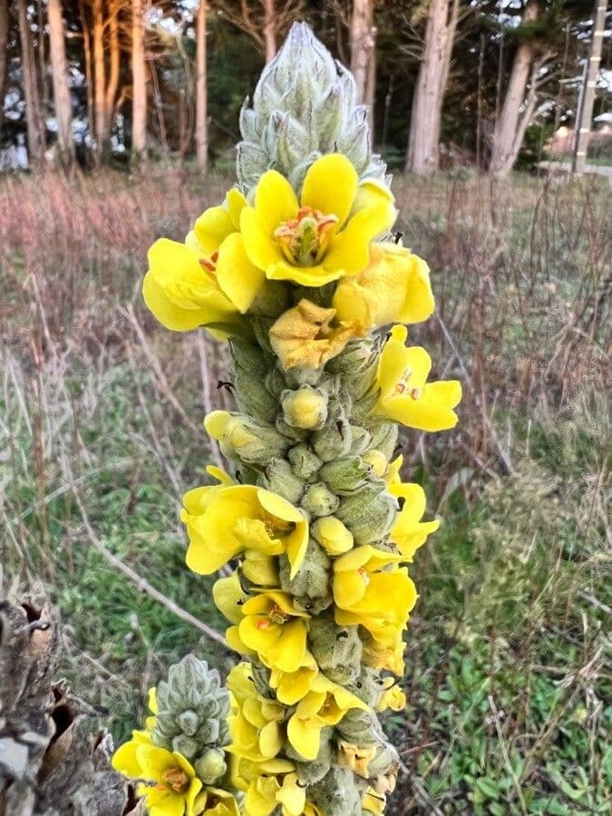 Dense-flower mullein 9