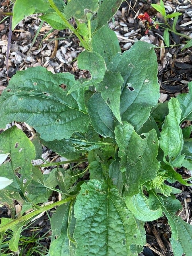 Pale echinacea 15