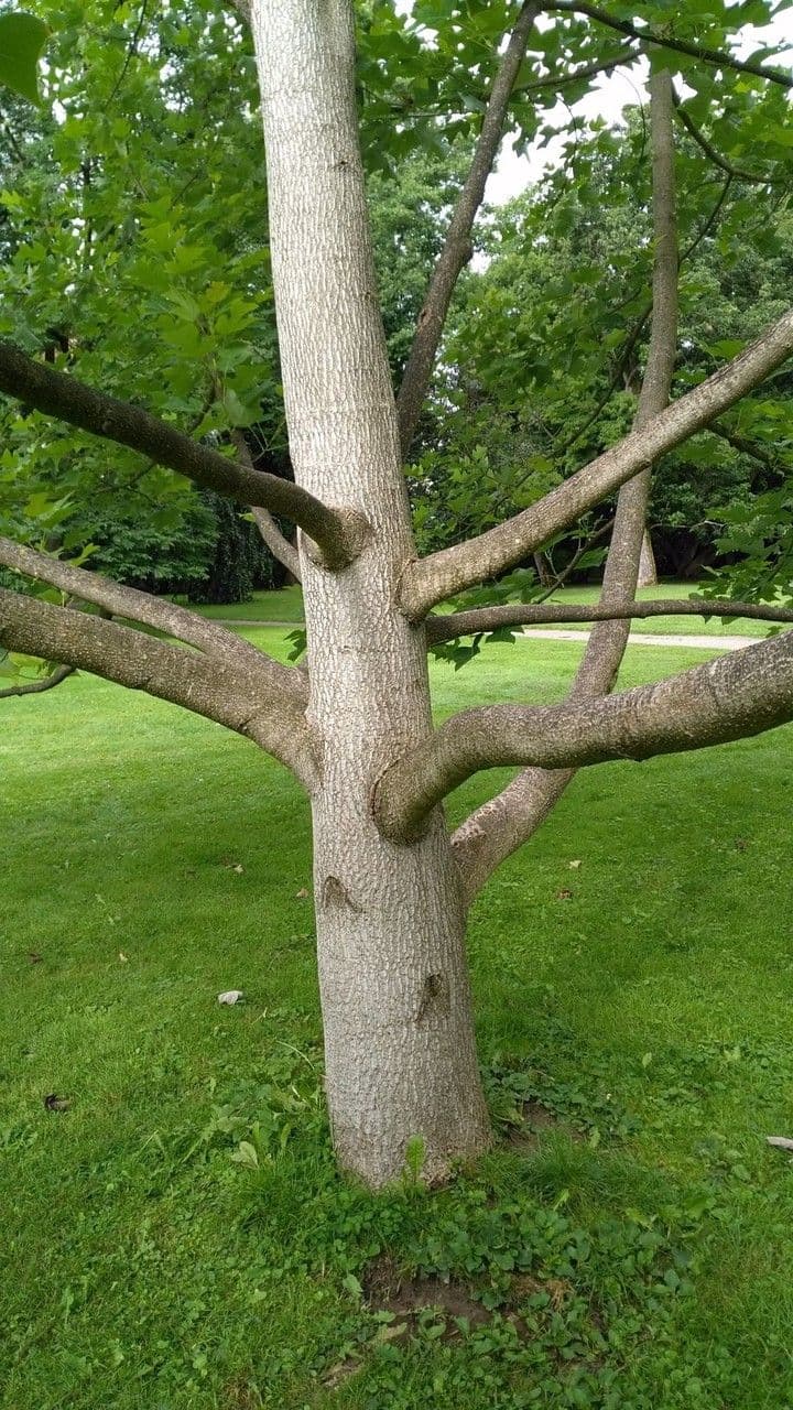 Chinese tuliptree 10