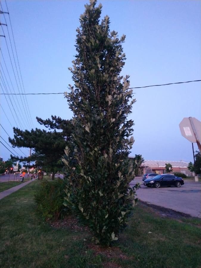 Swamp white oak 8