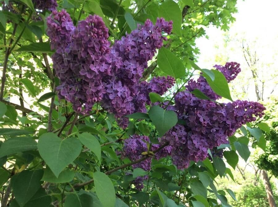 Common lilac 8
