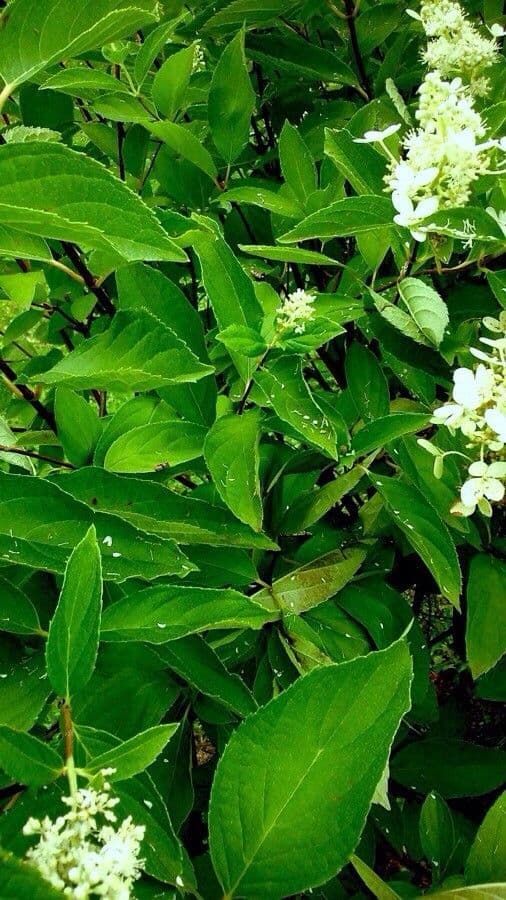 Peegee hydrangea 20