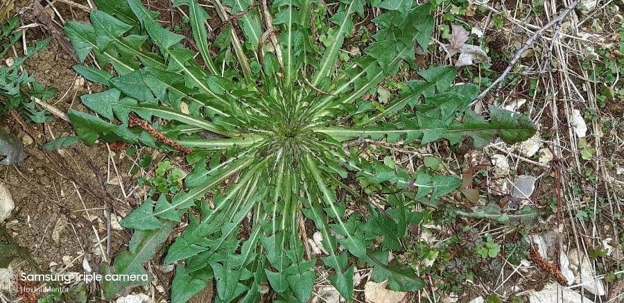 Hairy hawkbit 14