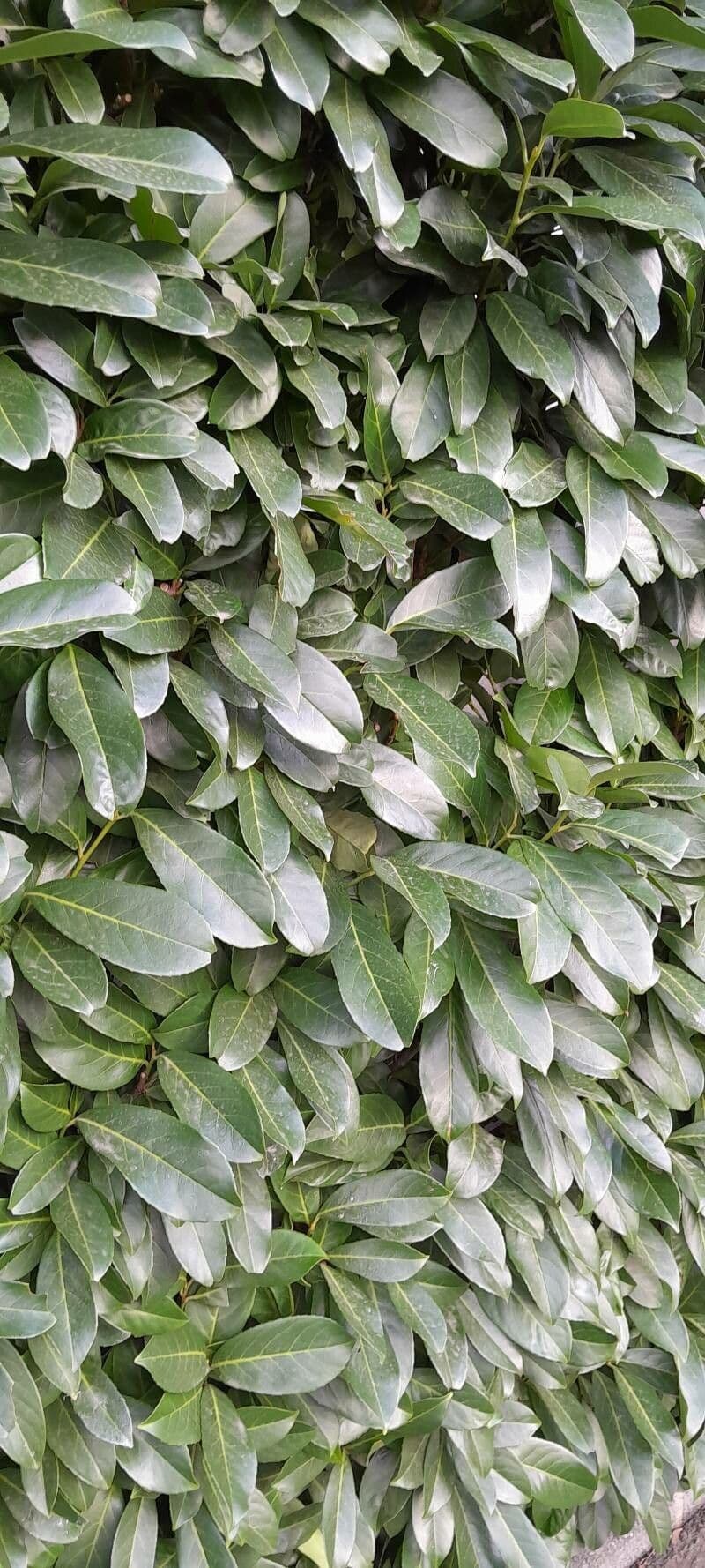 Cherry-laurel 14