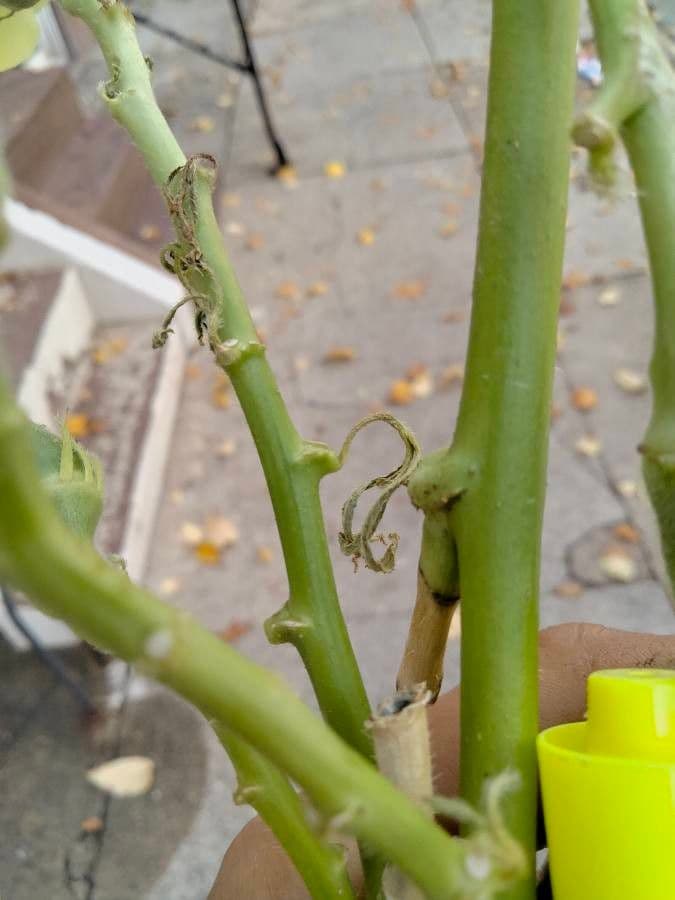 Okra 25