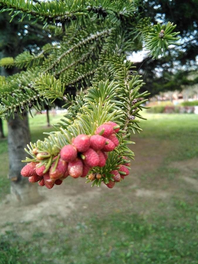 Christmastree 7