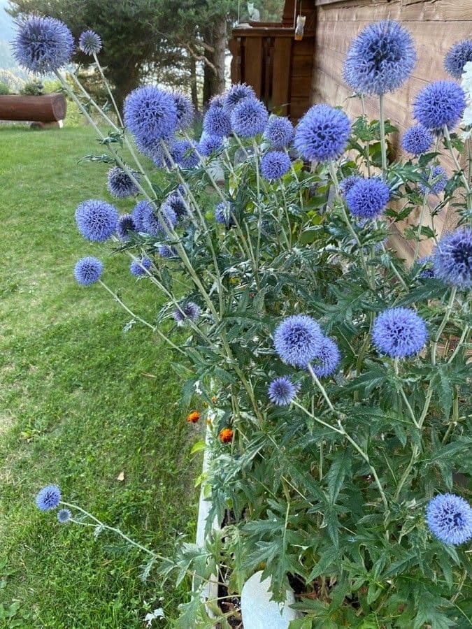 Globe thistle 14