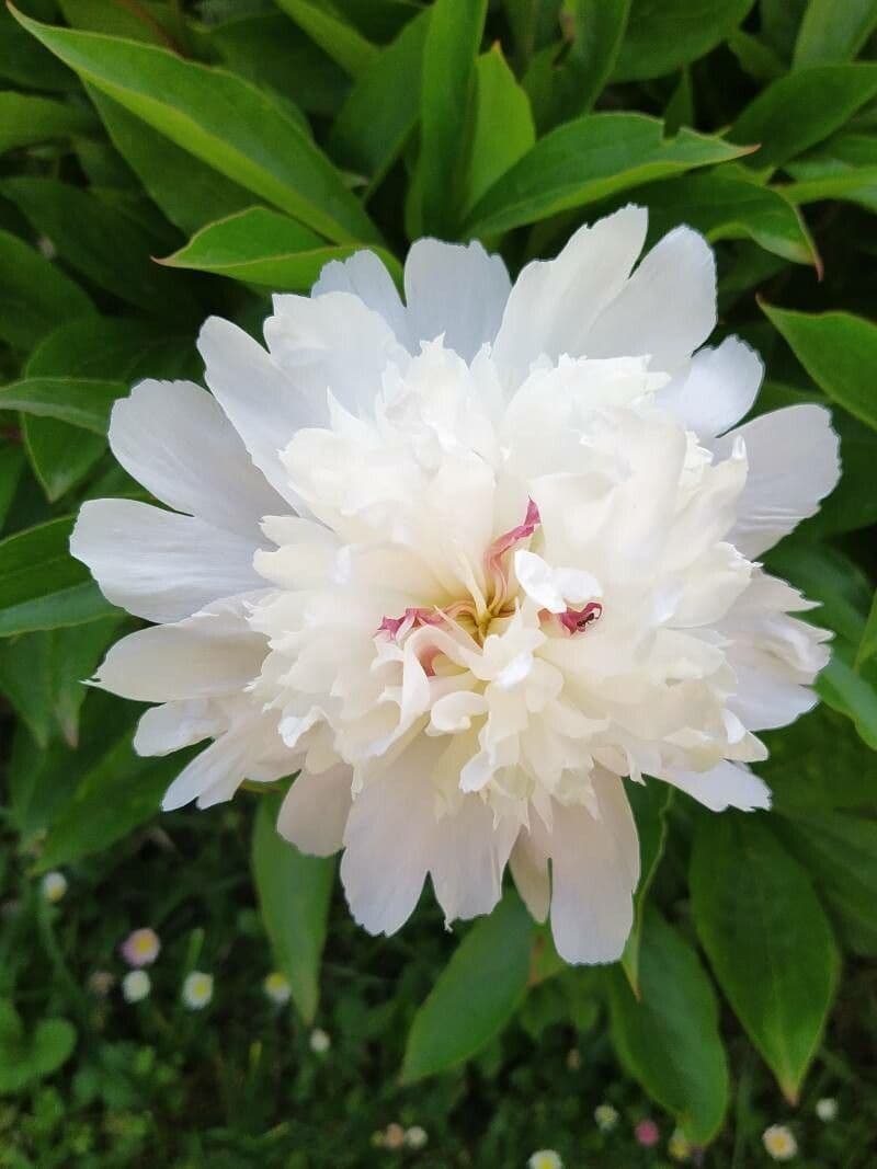 Common garden peony 25